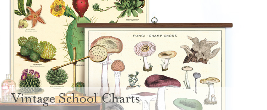 Vintage School Chart